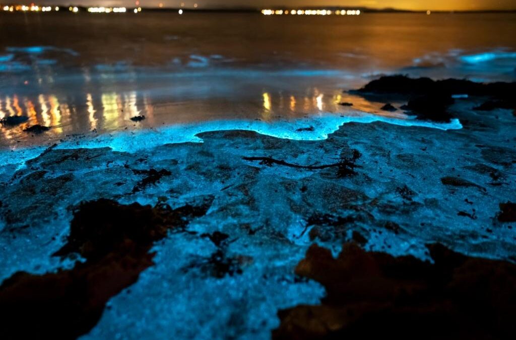 Cocoa Beach Florida at Night: Discover the Glowing Bioluminescent Kayak Tours and Vibrant Nightlife