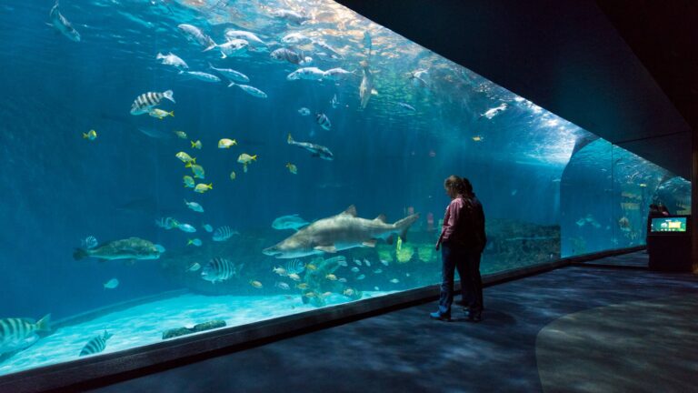 Aquariums In North Carolina
