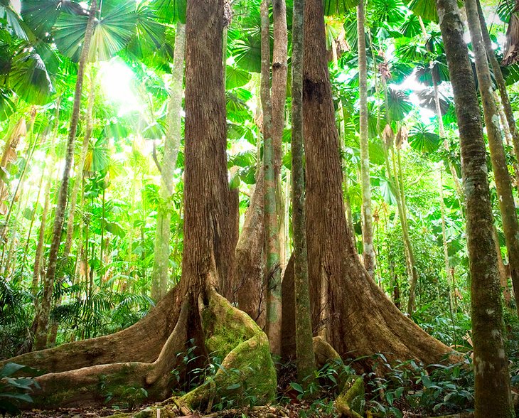 Daintree National Park