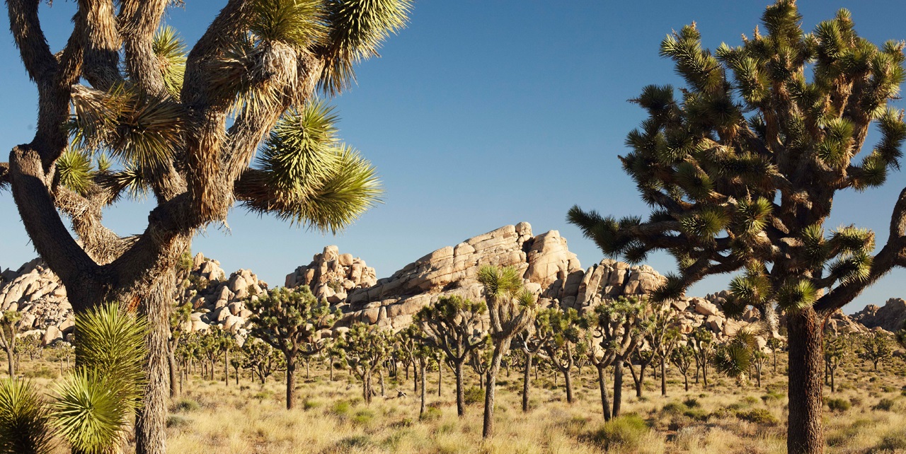 Joshua Tree National Park Campgrounds - wyandottedaily.com