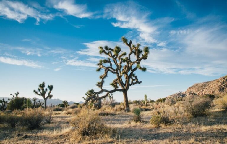 Joshua Tree National Park