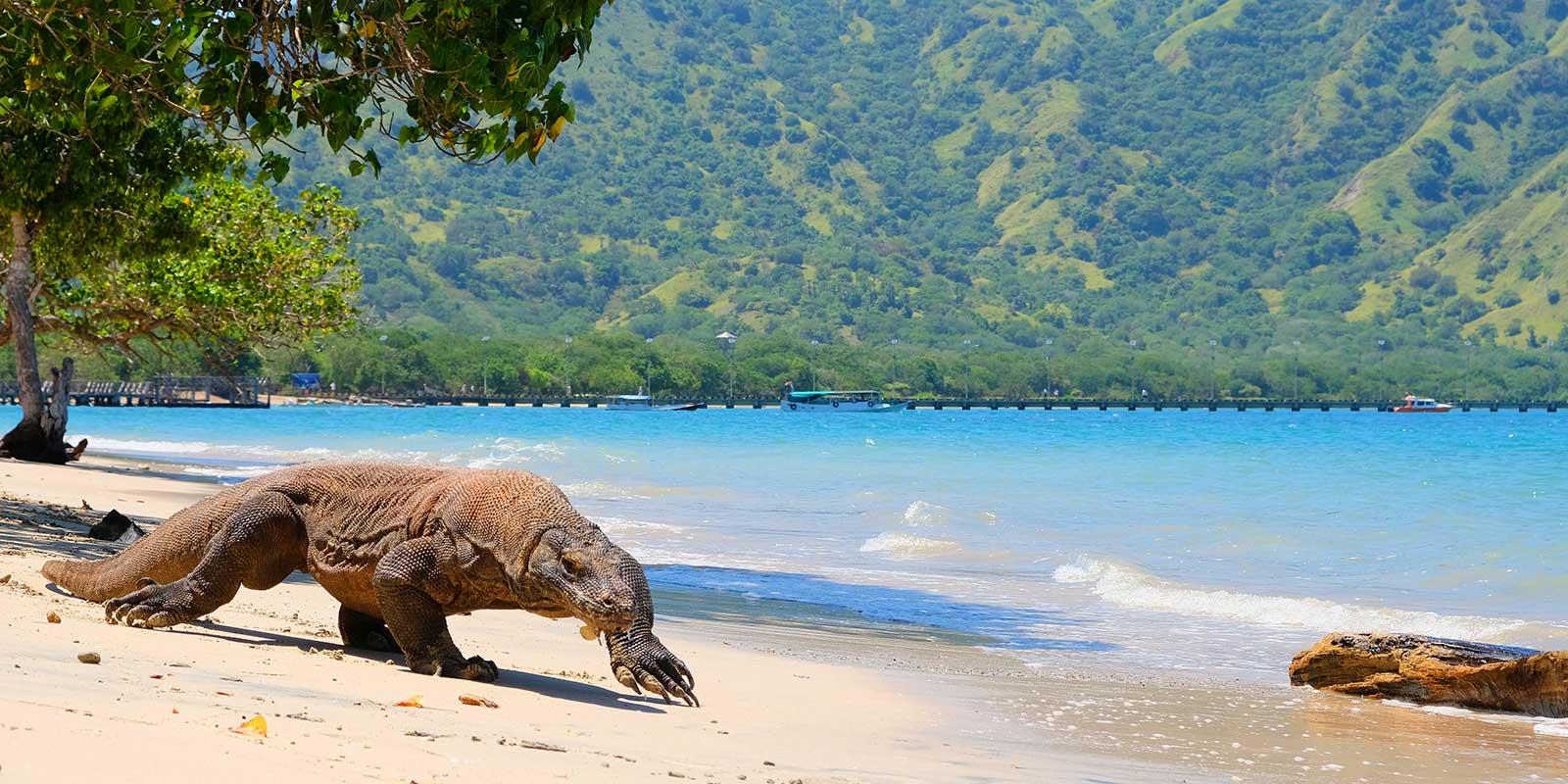 7 Amazing Places to Visit in Komodo National Park April 2024